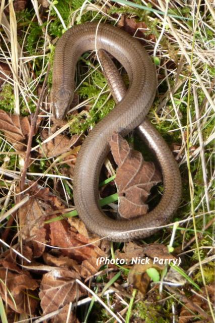 slow-worm-anguis-fragilis-detail-biodiversity-maps